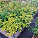 Drieň biely (Cornus alba) ´GOUCHAULTII´ – výška 50-60 cm, kont. C3L